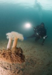 Plumose anemones with diver.Devon.
10.5mm. by Derek Haslam 